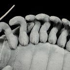 Giant Isopod Soft Stuffed Plush Toy