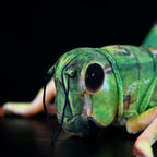Green Grasshopper Plush Toy – Perfect for Insect Enthusiasts
