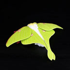 Luna Moth Plush – Soft and Lifelike American Moon Moth
