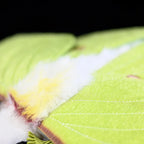 Luna Moth Plush – Soft and Lifelike American Moon Moth